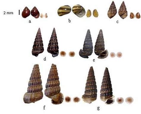 shell  infected brackish water snails  assiminea brevicula