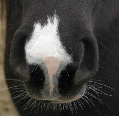 Markings Equine Colors And Genetics