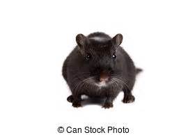 Free Cute Gerbil Cliparts, Download Free Cute Gerbil Cliparts png ...