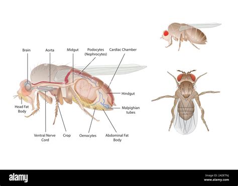 Fruit fly (Drosophila sp.) anatomy, illustration. Fruit flies are ...