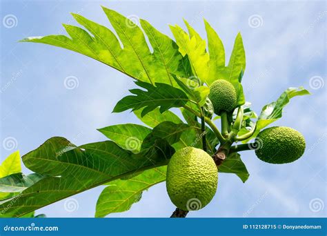 Árbol De árboles Del Pan Con Las Frutas Imagen De Archivo Imagen De