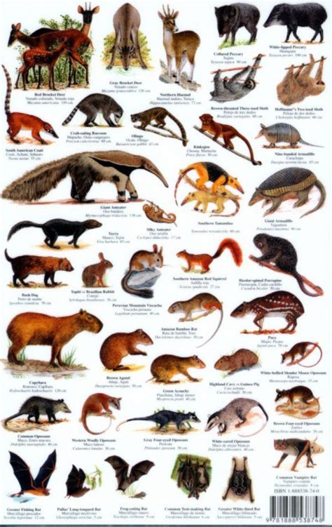 Mammals Chart - Pets Lovers