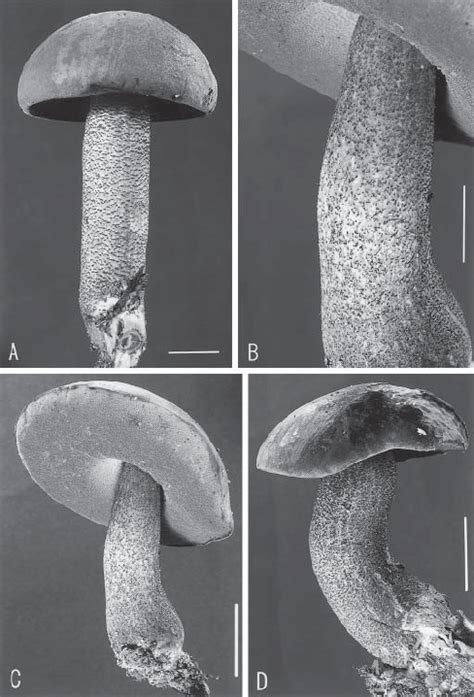 Basidiomata Of Leccinum Rhodoporosum All Fi Gures From The Holotype