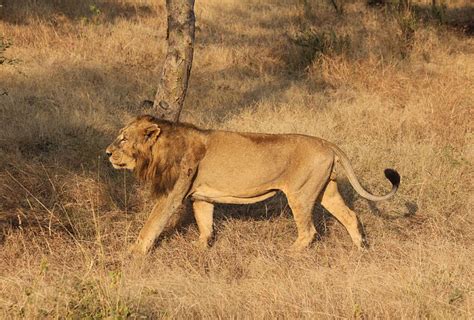 All wild Asiatic lions in Gujarat to be screened for disease