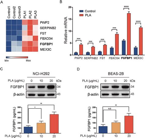 PLA Elevates The Expression Of FGFBP1 In Airway Epithelial Cells A