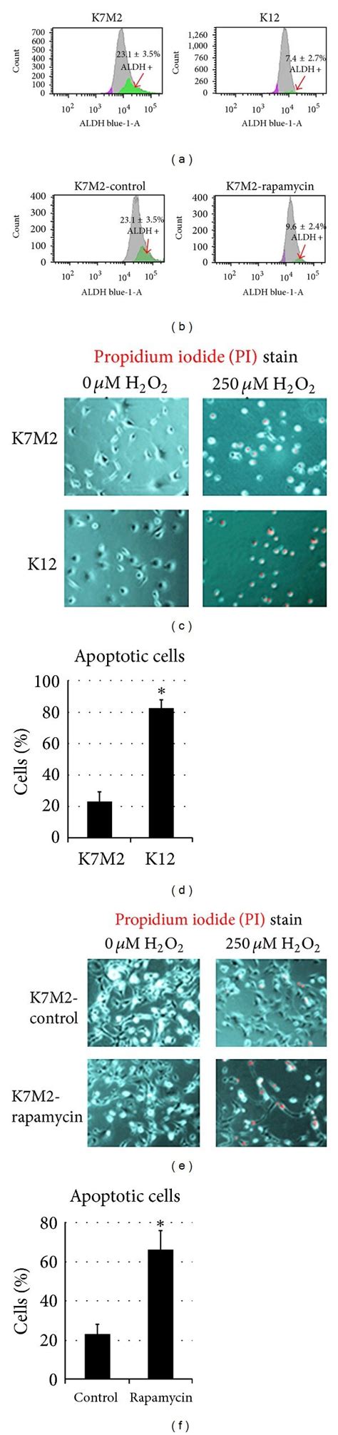 Rapamycin Treatment Reduces Aldh Activity And Sensitizes K7m2 Cells To