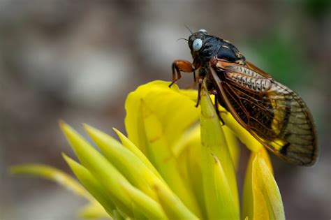 Rare Blue Eyed Cicada Spotted During 2024 Emergence Photos