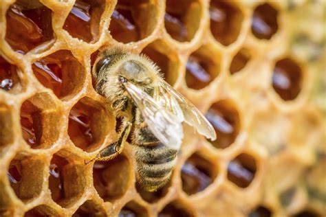 California Almond Pollination Service Bringing Beekeepers And Growers