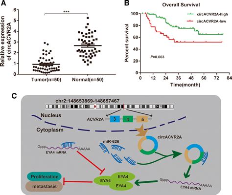 Circular Rna Acvr2a Suppresses Bladder Cancer Cells Proliferation And Metastasis Through Mir 626