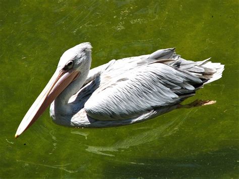 Pelican Bird Nose Free Photo On Pixabay Pixabay