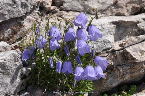 Campanula Cochlearifolia Alpine Flowers Rock Plants Alpine Plants