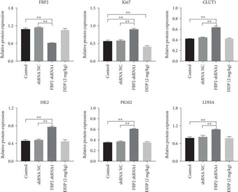 Downregulation Of Fbp Promoted The Tumorigenesis Of Hsc Subcutaneous