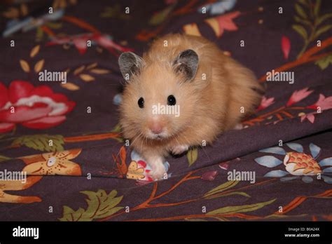 Hammy The Hamster Hi Res Stock Photography And Images Alamy