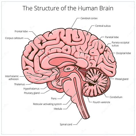 Estructura Del Vector Del Diagrama Esquemático De La Sección Del