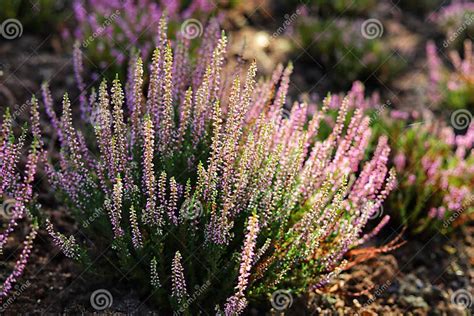 blooming wild purple common heather calluna vulgaris stock photo
