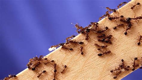 Controlling Fire Ants In Your Yard Homegrown Nc State University