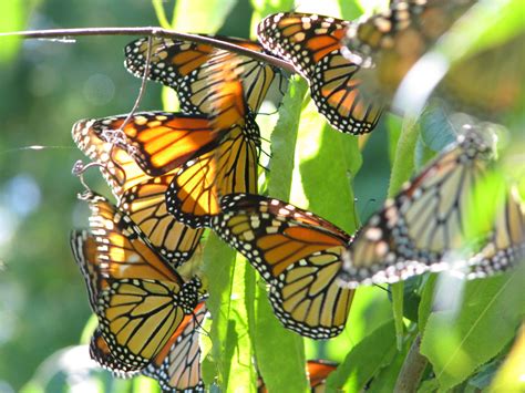 Pollinator Gardens Helping Monarchs By Building Better Stoves