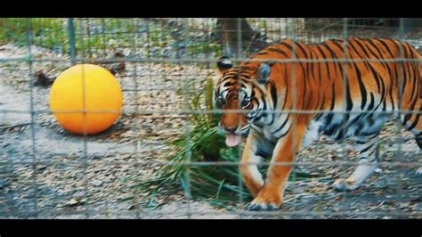 Big Cat Rescue In Florida Tampa Youtube