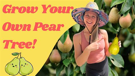 The Ultimate Guide To Planting And Growing A Pear Tree Tips For