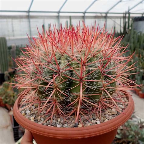 Ferocactus Stainesii V Pilosus XL San Luis Potosi Mexiko Uhlig