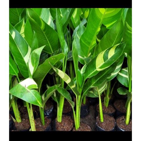 Jual Tanaman Hias Heliconia Variegata Pisang An Variegata Shopee