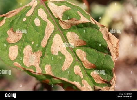 Polygonum Cuspidatum Japanese Knotweed After Treated With Weedkiller