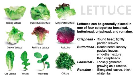 Lettuce – Advocates for Dr. Sebi