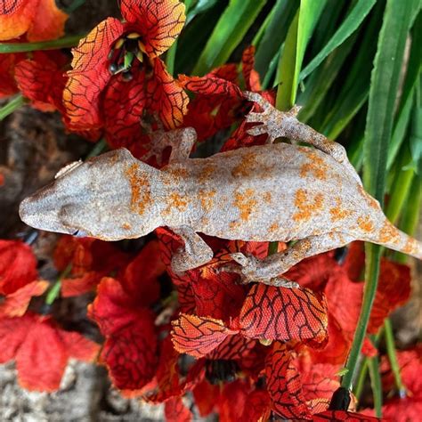 Julie Female Orange Blotched Gargoyle Gecko By Gray Sky Exotics