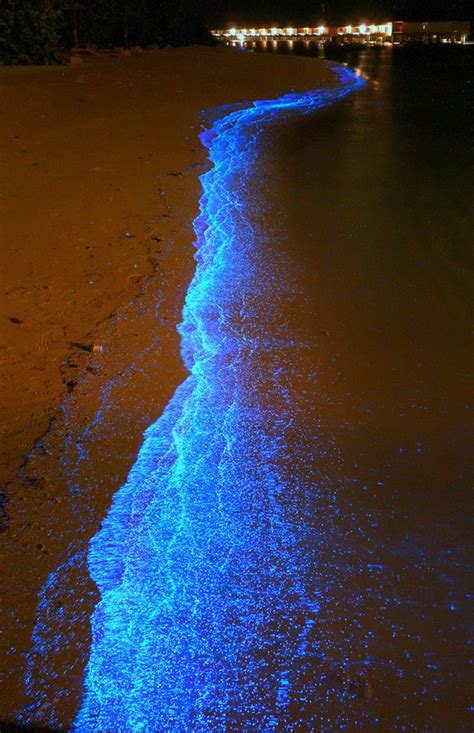 Beautiful Glowing Beaches Look Like Something From Another World ...