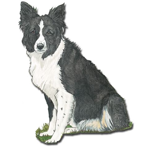 Border Collie Ts And Merchandise