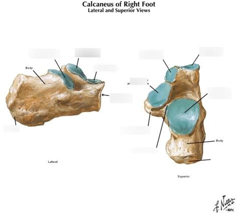 Lateral Superior Views Of Calcaneus Of Right Foot Diagram Quizlet