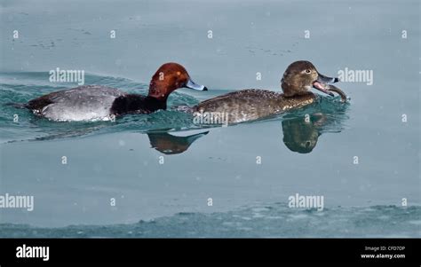 Poissons Poule Banque De Photographies Et Dimages Haute R Solution