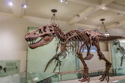 Modèle De Dinossaur Fossile Au Musée Américain De Lhistoire Naturelle Amnh New York Etats