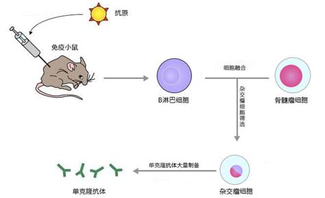 杂交瘤技术 单克隆抗体制备 原理 实验流程 德泰生物