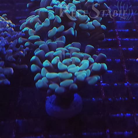 Holy Grail Branching Hammer 1 Head Reef Stable