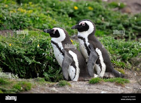 Pair Of African Penguins Or Black Footed Penguins Spheniscus Demersus