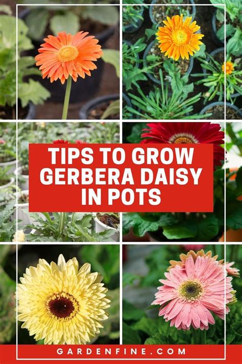 The Daisy Blooms' Secret Code: Can You Break It? - v5o6eto