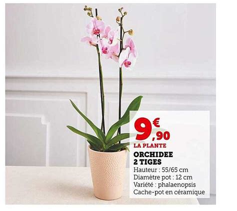 Promo Orchid E Tiges Chez Super U Icatalogue Fr