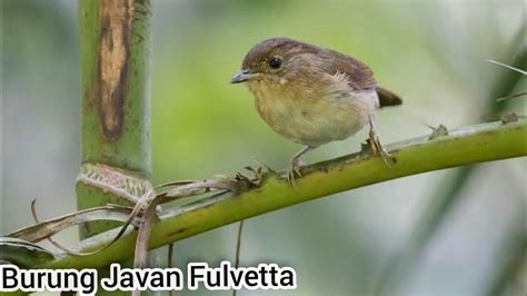 Burung Wergan Jawa Burung Flamboyan Javan Fulvetta Di Alam Liar YouTube