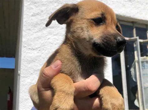 Ado O De Cachorro Porto Alegre Rs Oliver A Meses Ra A Srd