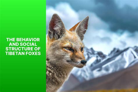 Exploring the Unique Features of the Tibetan Fox: A Fascinating Study - FoxAuthority