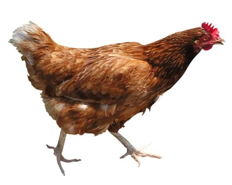 Chicken Png Transparent Images