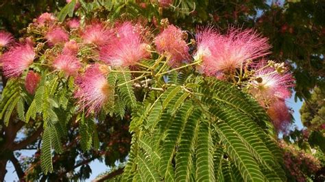 Arbre de soie or Albizia julibrissin Idées jardin Albizia