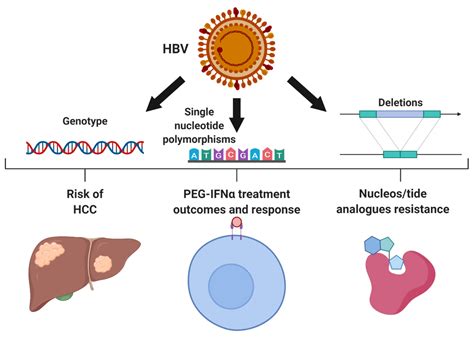 Microorganisms Free Full Text Impact Of Hepatitis B Virus Genetic