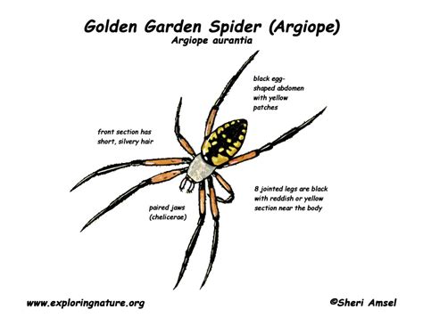 Examples Of Spider Diagram