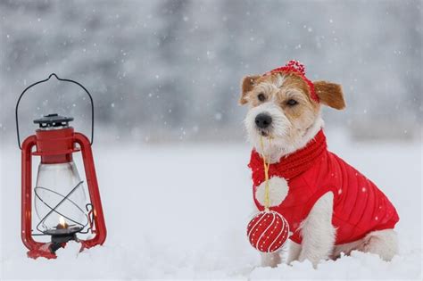 Jack russell terrier em um chapéu de jaqueta vermelha e cachecol senta