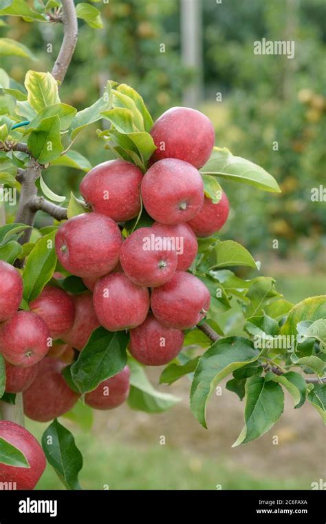 Apfel Malus Domestica Releika Apple Malus Domestica Releika Stock