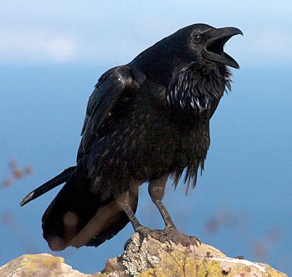 Bird of the Day: The American Crow Vs. The Common Raven