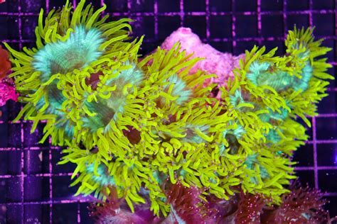 Yellow Elegance Coral Frag Box Corals