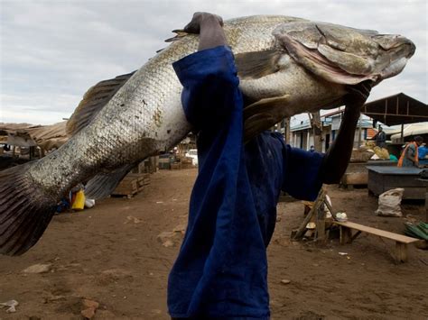 Nile Perch